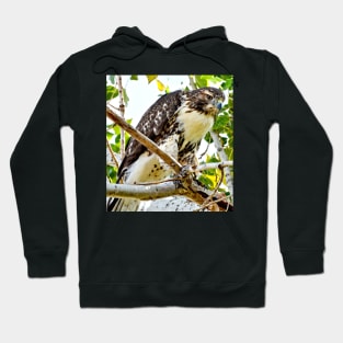 Red Tailed Hawk Hoodie